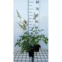 GRDplanten 6 x Astilbe (a) 'Diamant' - Astilbe - pot 9 x 9 cm
