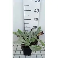 GRDplanten 6 x Onopordum nervosum - Chardon des ânes - pot 9 x 9 cm