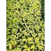 GRDplanten 6 x Hosta hybr. 'Fire Island' - Hosta - pot 9 x 9 cm