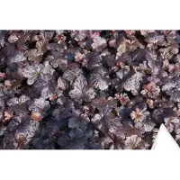 GRDplanten 6 x Heuchera hybr. 'Black Sea' - Luzule pourpre - Pot 9 x 9 cm