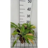 GRDplanten 6 x Papaver ou 'Beauty of Livermere' - Pavot - Pot 9 x 9 cm