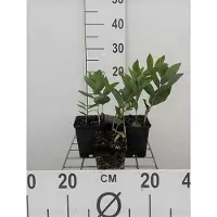 GRDplanten 6 x Polygonatum multiflorum - Sceau de Salomon - pot 9 x 9 cm