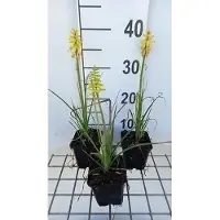 GRDplanten 6 x Kniphofia hybr. 'Lemon Popsicle' - Lys torche - pot 9 x 9 cm