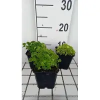 GRDplanten 6 x Campanula garg. 'Dickson's Gold' - Menthe de montagne - pot 9 x 9 cm