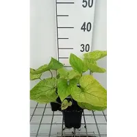 GRDplanten 6 x Brunnera macr. 'Dianes Gold' - Myosotis du Caucase - pot 9 x 9 cm