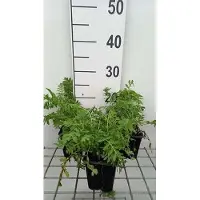 GRDplanten 6 x Tanacetum vulgare - Marguerite - pot 9 x 9 cm