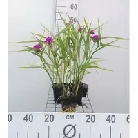 GRDplanten 6 x Tradescantia (a) 'Karminglut' - Tradescantia - pot 9 x 9 cm