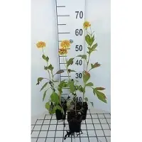 GRDplanten 6 x Rudbeckia lac. 'Goldquelle' - tournesol - pot 9 x 9 cm