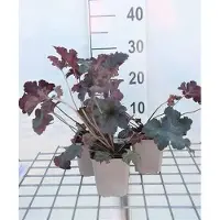 GRDplanten 6 x Heuchera hybr. 'Sugar Plum' - Luzule pourpre - Pot 9 x 9 cm