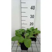 GRDplanten 6 x Primula veris - primevère - pot 9 x 9 cm