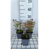 GRDplanten 6 x Origanum vulg. 'Thumble's Variety' - Origan - pot 9 x 9 cm