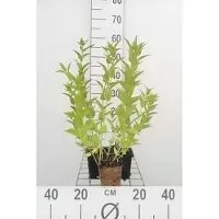 GRDplanten 6 x Nepeta sibirica - Herbe à chat - Pot 9 x 9 cm