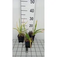 GRDplanten 6 x Hemerocallis hybr. 'Baley Hay' - hémérocalle - pot 9 x 9 cm