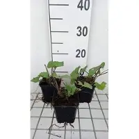 GRDplanten 6 x Ligularia hybr. 'Little Rocket' - Flacon doré - pot 9 x 9 cm
