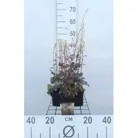 GRDplanten 6 x Heucherella hybr. 'Quicksilver' - Fleur d'écume bâtarde - pot 9 x 9 cm