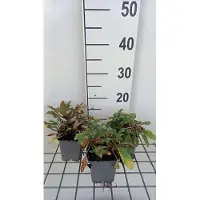GRDplanten 6 x Lysimachia atropurpurea - hydrocotyle à feuilles étroites - pot 9 x 9 cm