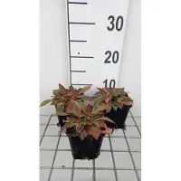 GRDplanten 6 x Goniolimon tataricum ( limonium tat.) - Goniolimon - pot 9 x 9 cm