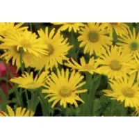 GRDplanten 6 x Doronicum ou. 'Magnificum' - Doronicum - Topf 9 x 9 cm