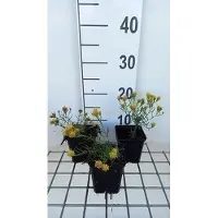 GRDplanten 6 x Aster linosyris - Aster d'automne - Pot 9 x 9 cm