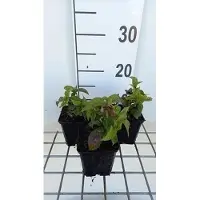 GRDplanten 6 x Chelonopsis moschata - Ortie tubulaire - pot 9 x 9 cm