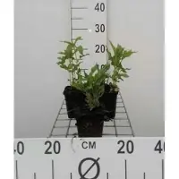 GRDplanten 6 x Monarda hybr. 'Snow White' - ortie indienne - pot 9 x 9 cm