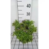 GRDplanten 6 x Campanula lact. 'Pouffe' - Menthe de montagne - pot 9 x 9 cm