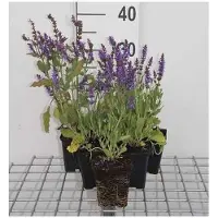 GRDplanten 6 x Salvia nem. 'bluehill' - Mousse étoilée - pot 9 x 9 cm x 9 cm