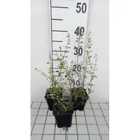 GRDplanten 6 x Calamintha nep. 'White Giant' - Menthe de montagne - pot 9 x 9 cm
