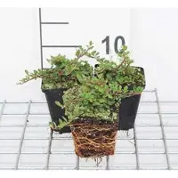 GRDplanten 12 x Cotoneaster proc. 'Queen of Carpets' - Cotoneaster rampant 'Queen Of Carpets' - pot 9 cm x 9 cm