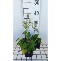 GRDplanten 6 x Astrantia major 'Star of Beauty' - Ombelle étoilée - Pot 9 x 9 cm