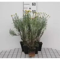 GRDplanten 6 x Santolina chamaecyparissus - Herbe sacrée - Pot 9 x 9 cm