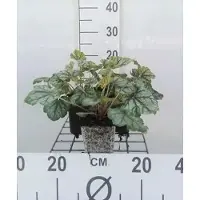 GRDplanten 6 x Heuchera hybr. 'Green Spice' - Luzule pourpre - Pot 9 x 9 cm