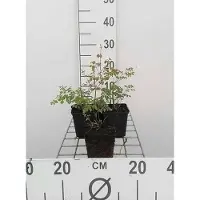 GRDplanten 6 x Thalictrum delavayi - Rue des prés - pot 9 x 9 cm