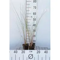 GRDplanten 6 x Ammophila arenaria - Avoine de mer - pot 9 x 9 cm