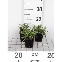 GRDplanten 6 x Aster n.-b. 'Patricia Ballard' - Aster d'automne - pot 9 x 9 cm