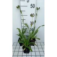 GRDplanten 6 x Eryngium agavifolium - litière pour homme - pot 9 x 9 cm