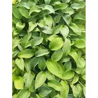 GRDplanten 6 x Hosta hybr. 'Big Mama' - Hosta - pot 9 x 9 cm