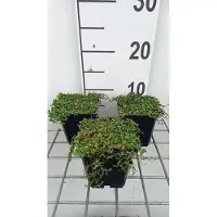 GRDplanten 6 x Leptinella dioica 'Minima' - Pinnaeus - pot 9 x 9 cm