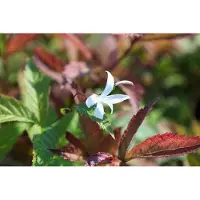GRDplanten 6 x Gillenia trifoliata - Spirée trifoliée - pot 9 x 9 cm