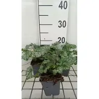 GRDplanten 6 x Heuchera hybr. 'Paris' - Campanule pourpre - pot 9 x 9 cm