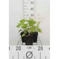 GRDplanten 6 x Brunnera macrophylla - Myosotis du Caucase - pot 9 x 9 cm