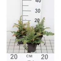 GRDplanten 6 x Polystichum aculeatum - Grand Funkia gris-bleu Big Daddy - pot 9 x 9 cm