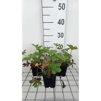 GRDplanten 6 x Potentilla nep. 'Miss Willmott' - Digitale - Pot 9 x 9 cm