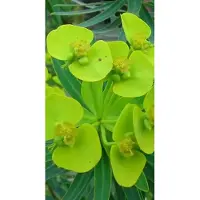 GRDplanten 6 x Euphorbia lathyris - euphorbe - pot 9 x 9 cm