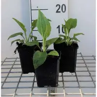 GRDplanten 6 x Echinacea purp. 'White Swan' - Sonnenhut - Topf 9 x 9 cm