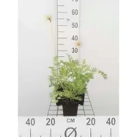 GRDplanten 6 x Pulsatilla vulg. 'Alba' - berceau de la vache - pot 9 x 9 cm