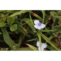 GRDplanten 6 x Tradescantia (a) 'Osprey' - Tradescantia - Topf 9 x 9 cm