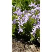 GRDplanten 6 x Campanula garganica - Menthe de montagne - pot 9 x 9 cm