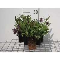 GRDplanten 6 x Prunella grandiflora - Allium brun - pot 9 x 9 cm