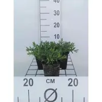 GRDplanten 6 x Dianthus delt. 'Albiflorus' - Oeillet - Pot 9 x 9 cm